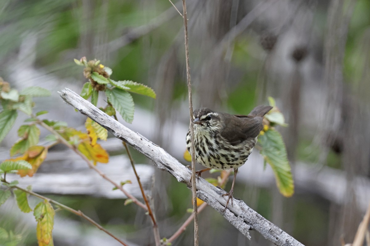 Northern Waterthrush - ML614157299