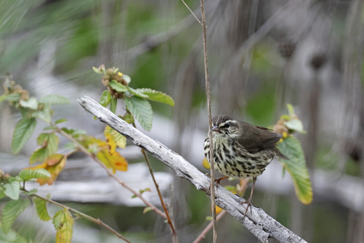 Northern Waterthrush - Larry Therrien