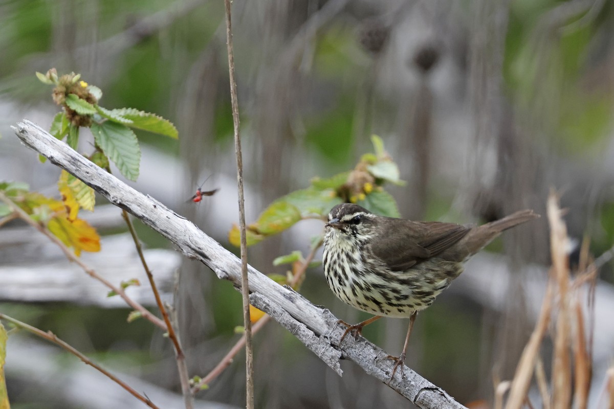 Northern Waterthrush - ML614157301