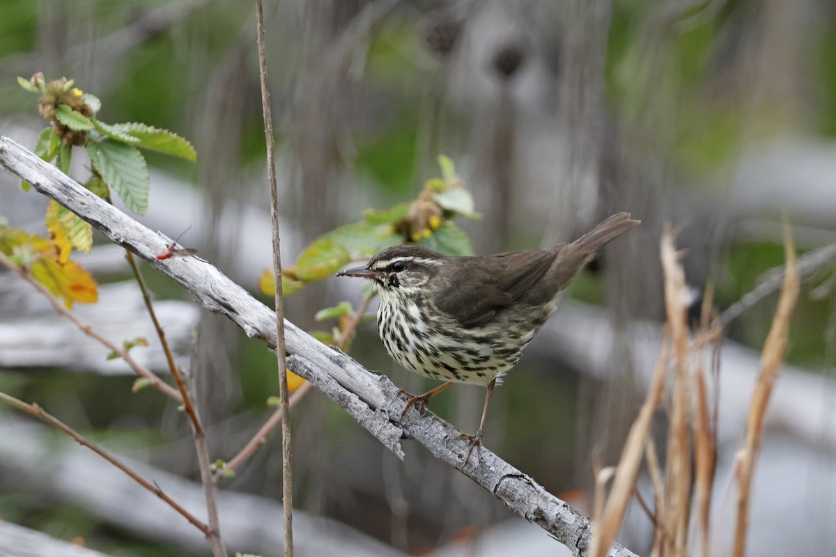 Northern Waterthrush - Larry Therrien