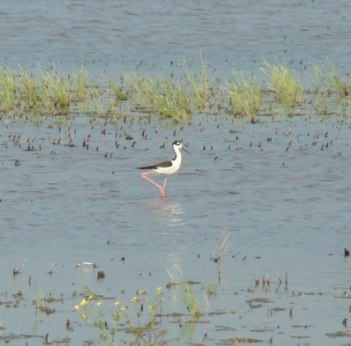 Black-necked Stilt - ML614157328