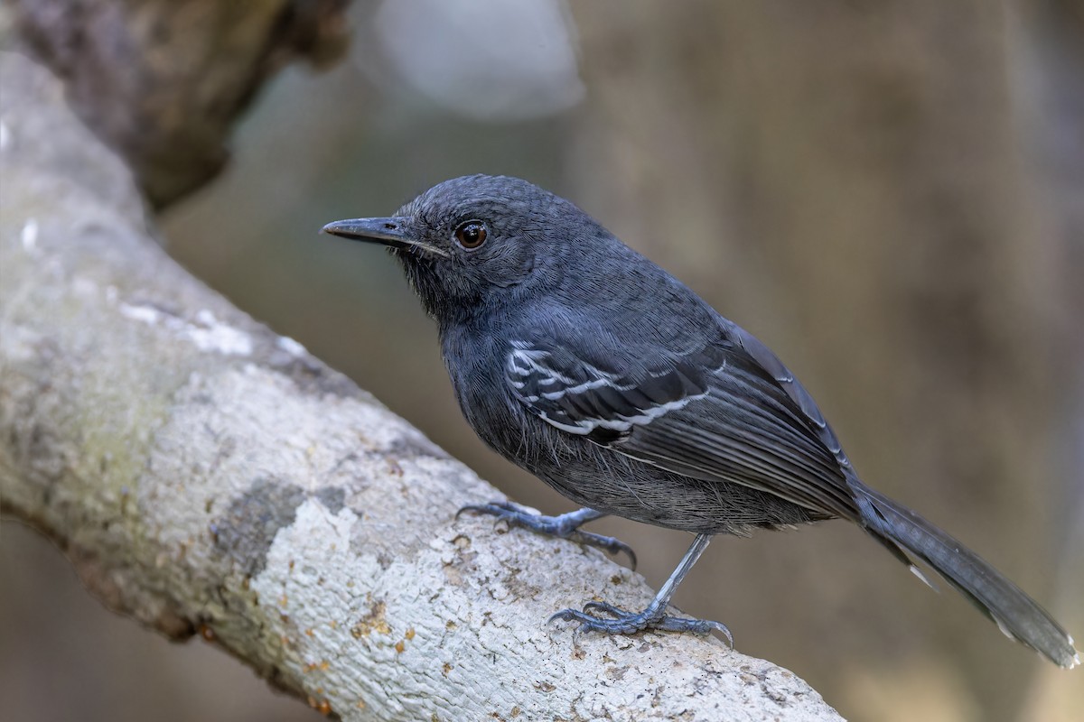 Rio Branco Antbird - ML614157353