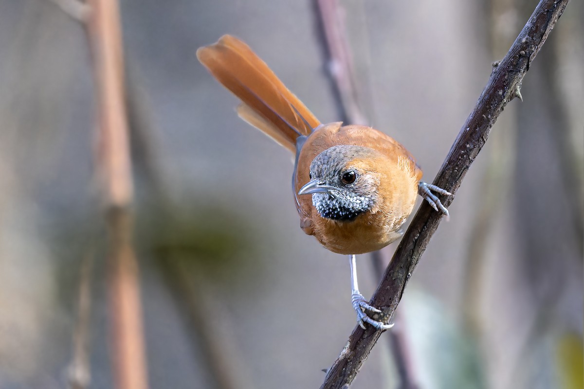 Hoary-throated Spinetail - Bradley Hacker 🦜