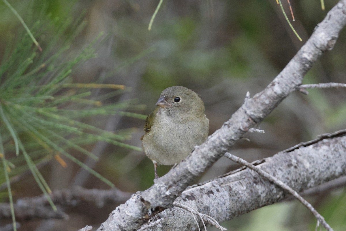 Black-faced Grassquit - ML614157468