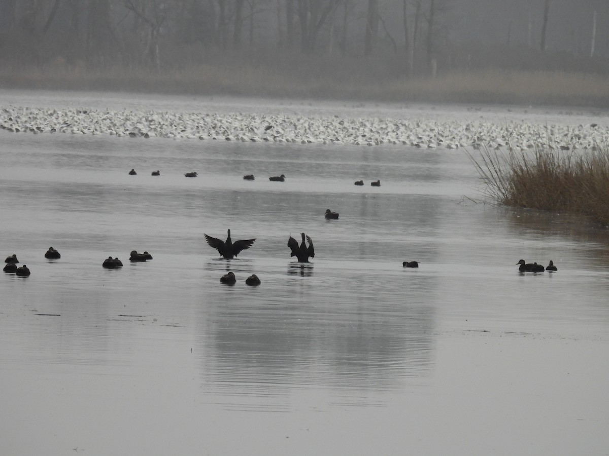 American Black Duck - ML614157507