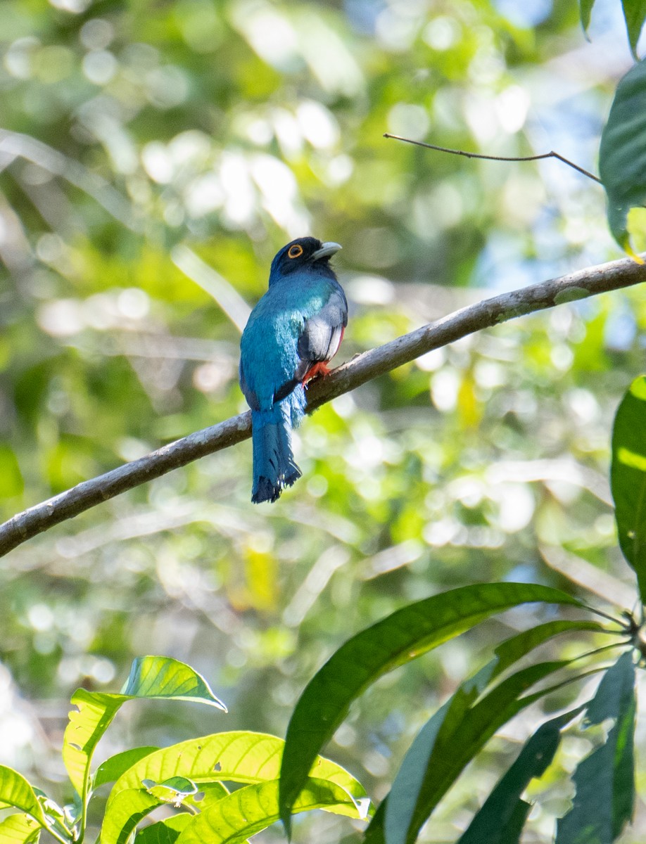 trogon modrotemenný - ML614157564