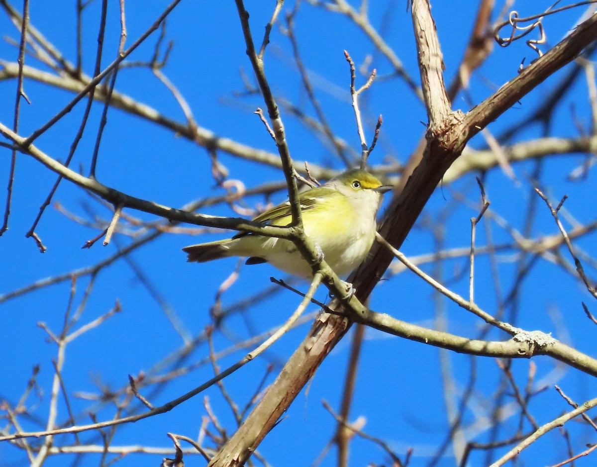 White-eyed Vireo - ML614157711