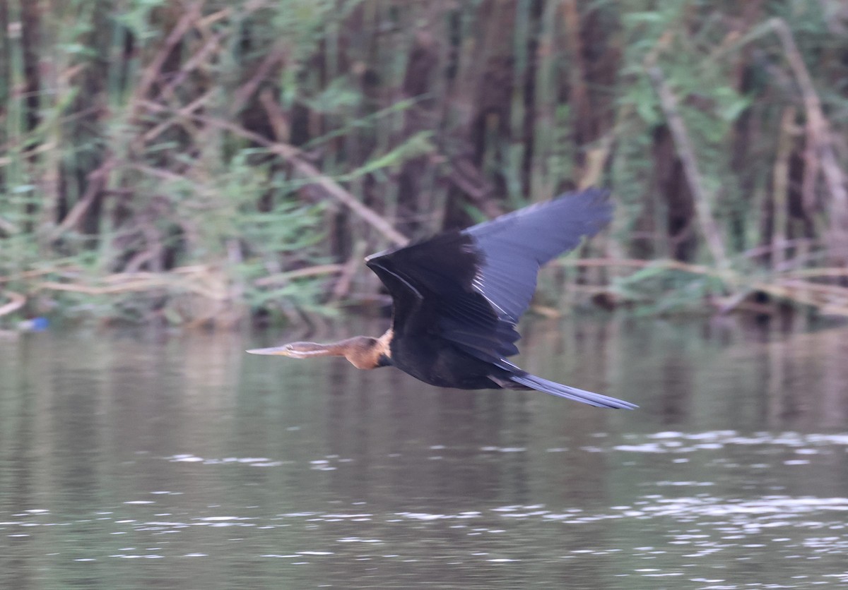 anhinga africká - ML614157727