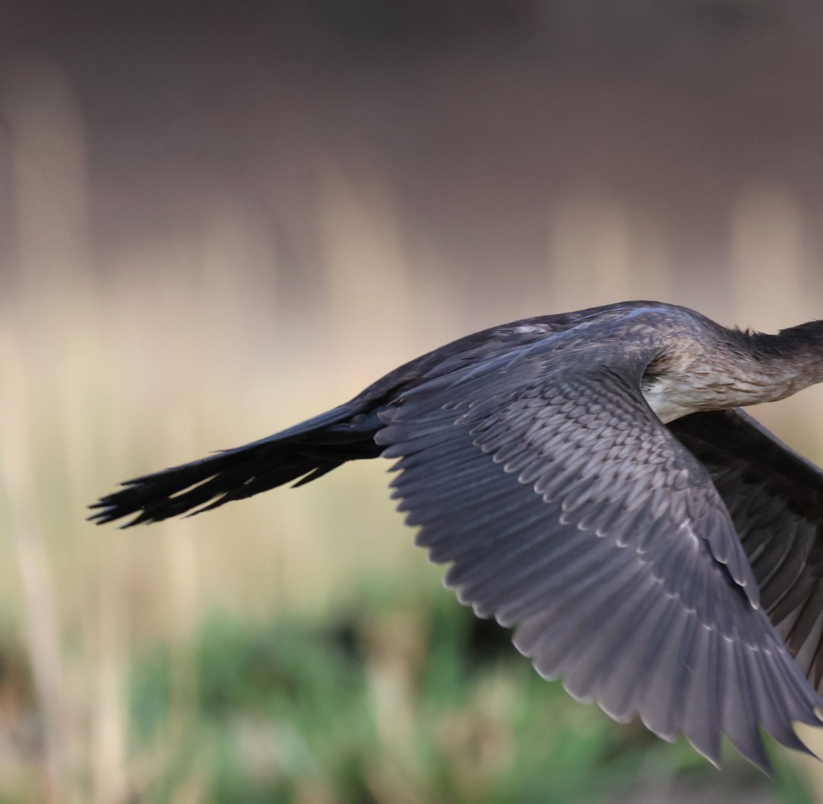 Long-tailed Cormorant - ML614157761