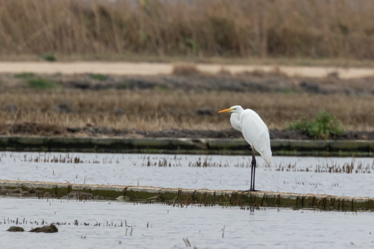 Great Egret - Antonio M Abella