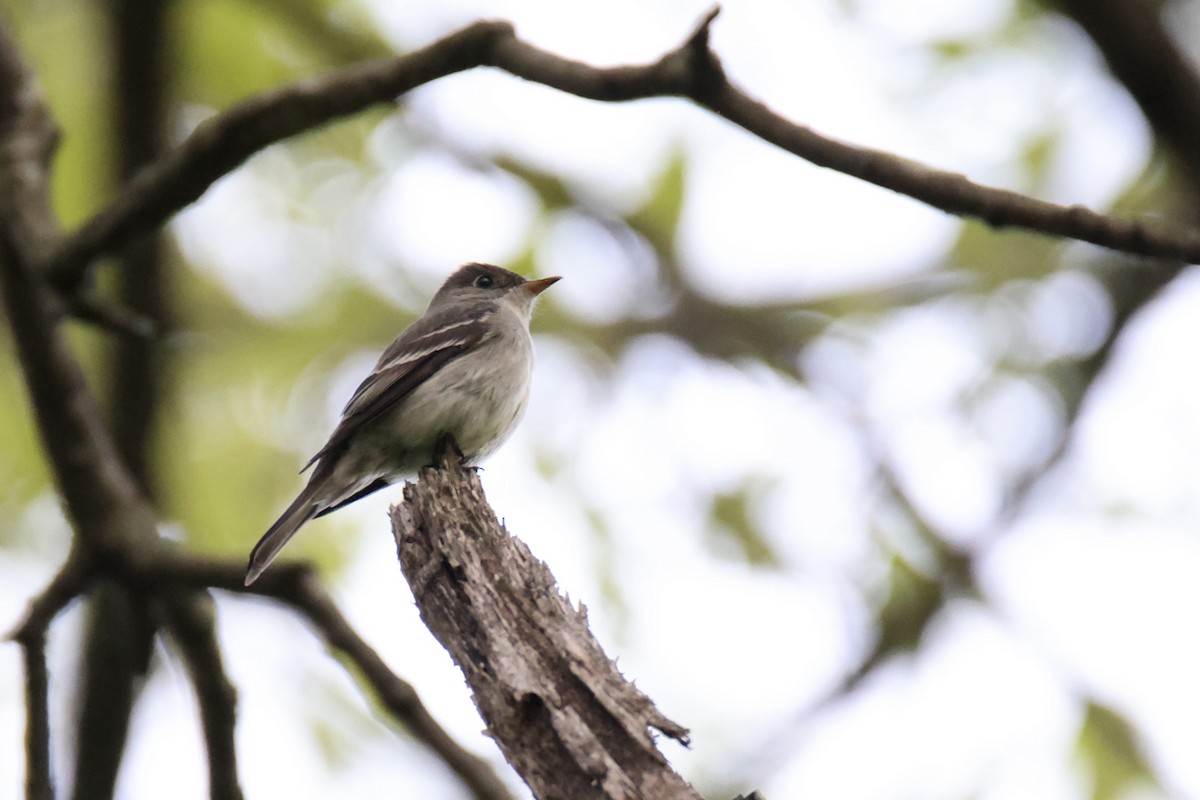 Eastern Wood-Pewee - Jack Kew