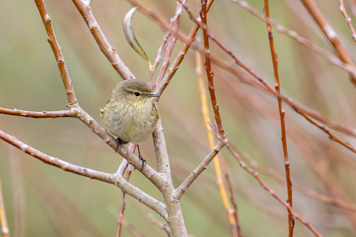 Common Chiffchaff - Antonio M Abella