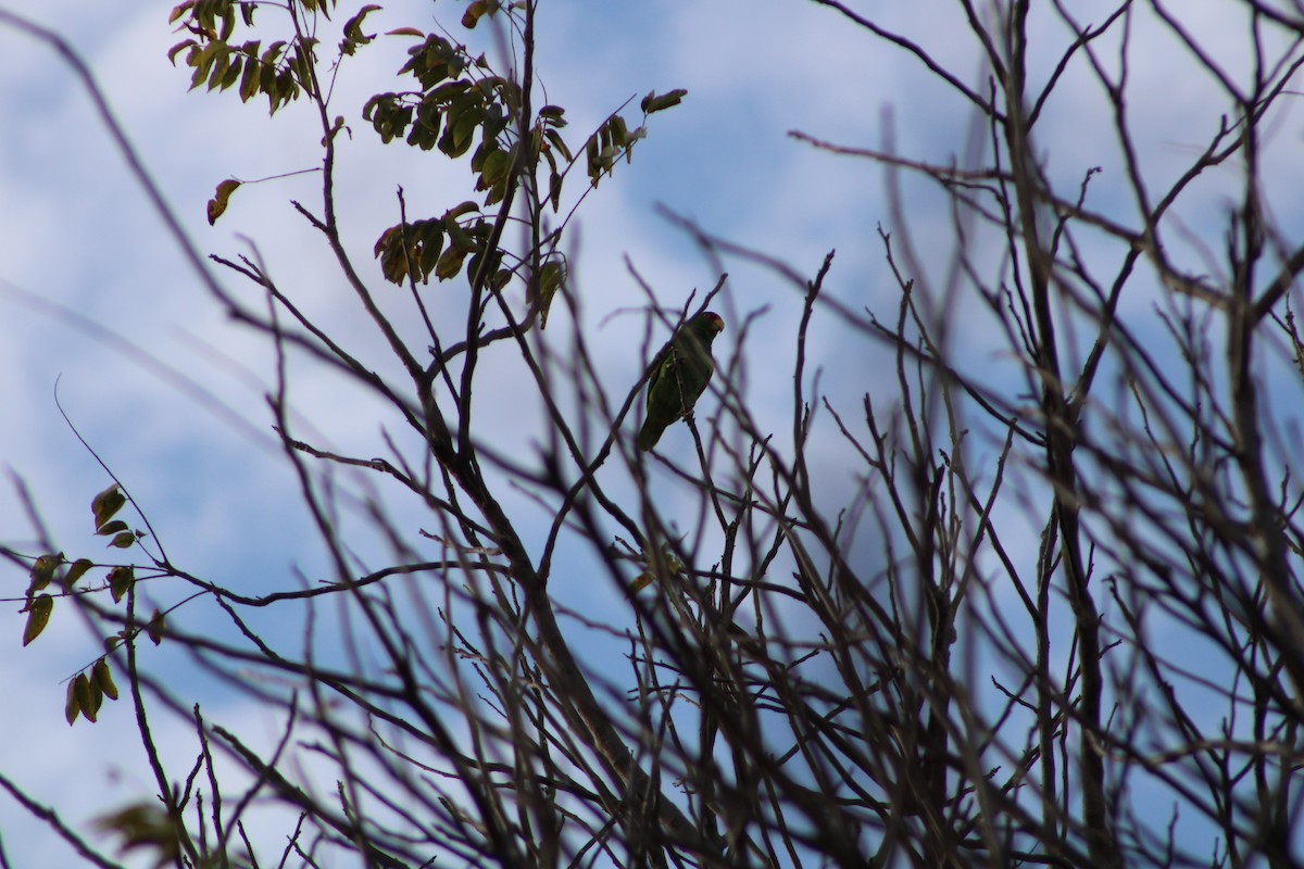 large parakeet sp. (former Aratinga sp.) - ML614157854