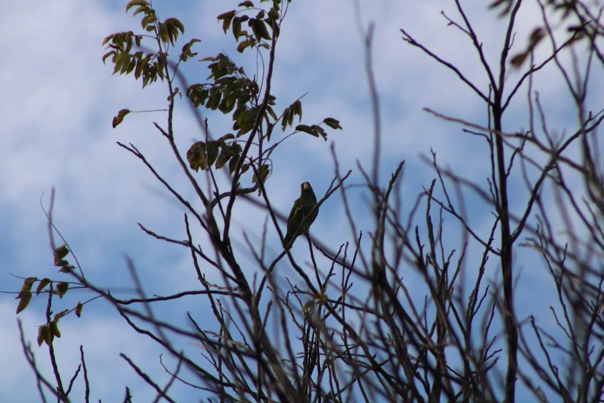 large parakeet sp. (former Aratinga sp.) - ML614157856