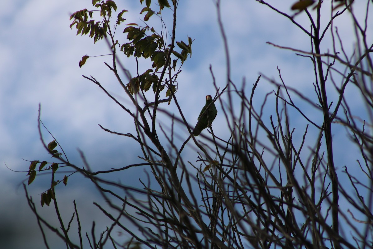 large parakeet sp. (former Aratinga sp.) - ML614157857