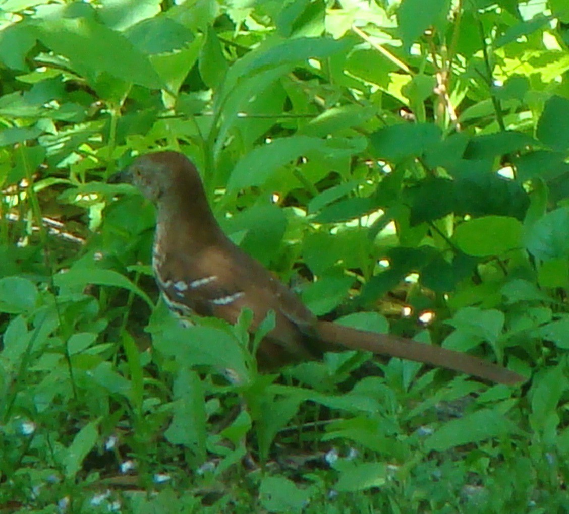 Brown Thrasher - Peggy Blair