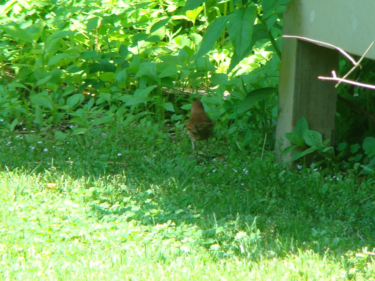 Brown Thrasher - Peggy Blair