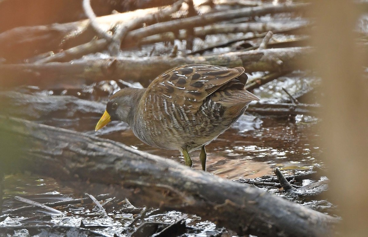 Polluela Sora - ML614157868