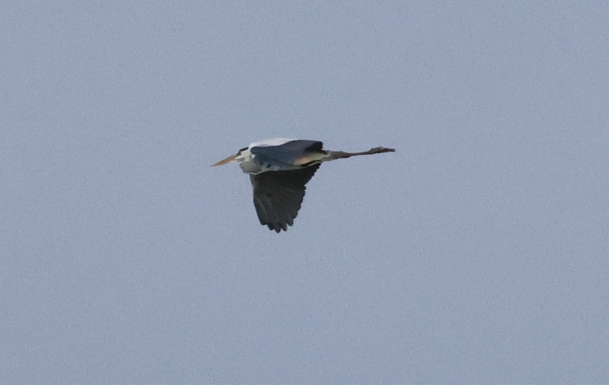 Gray Heron - ML614157886