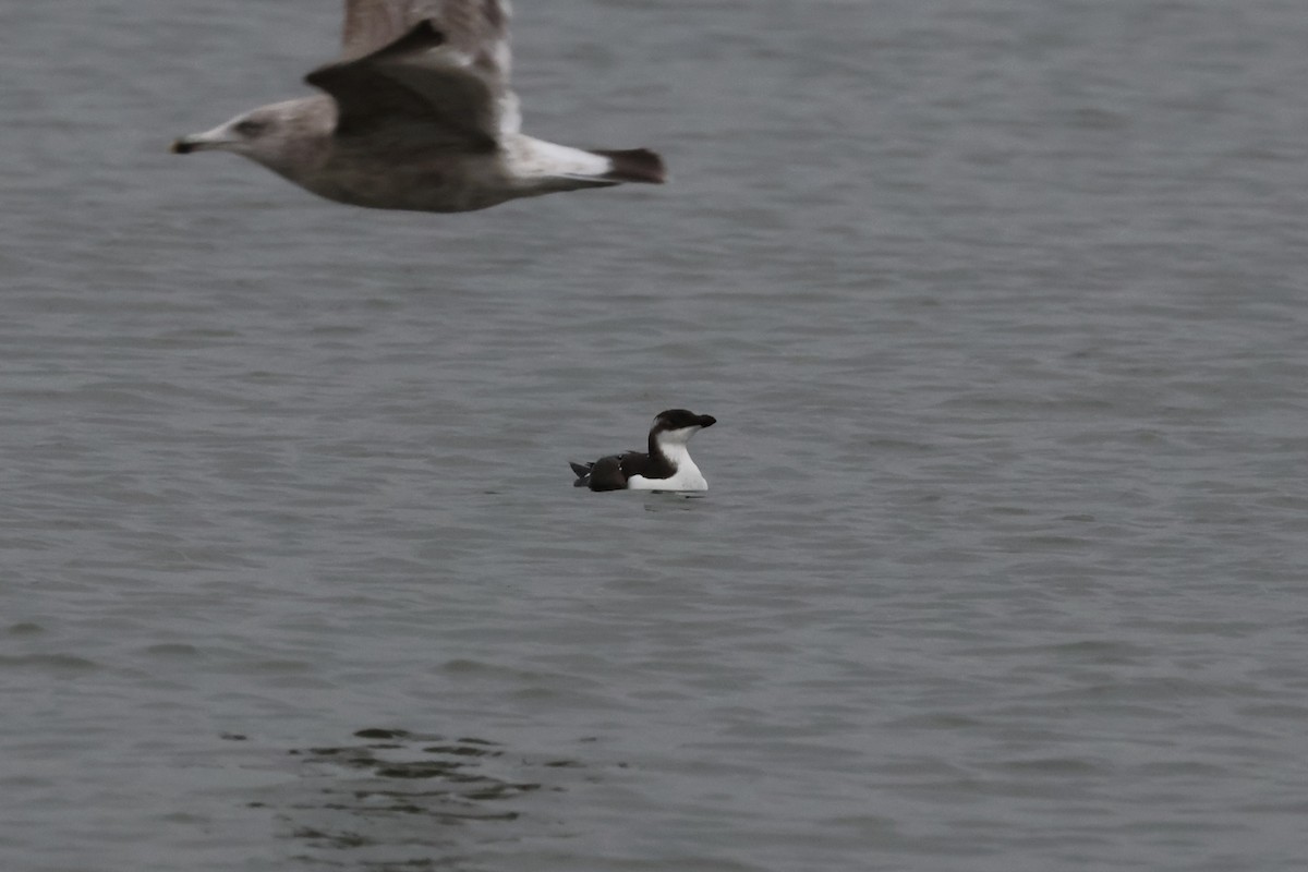 Razorbill - ML614157916