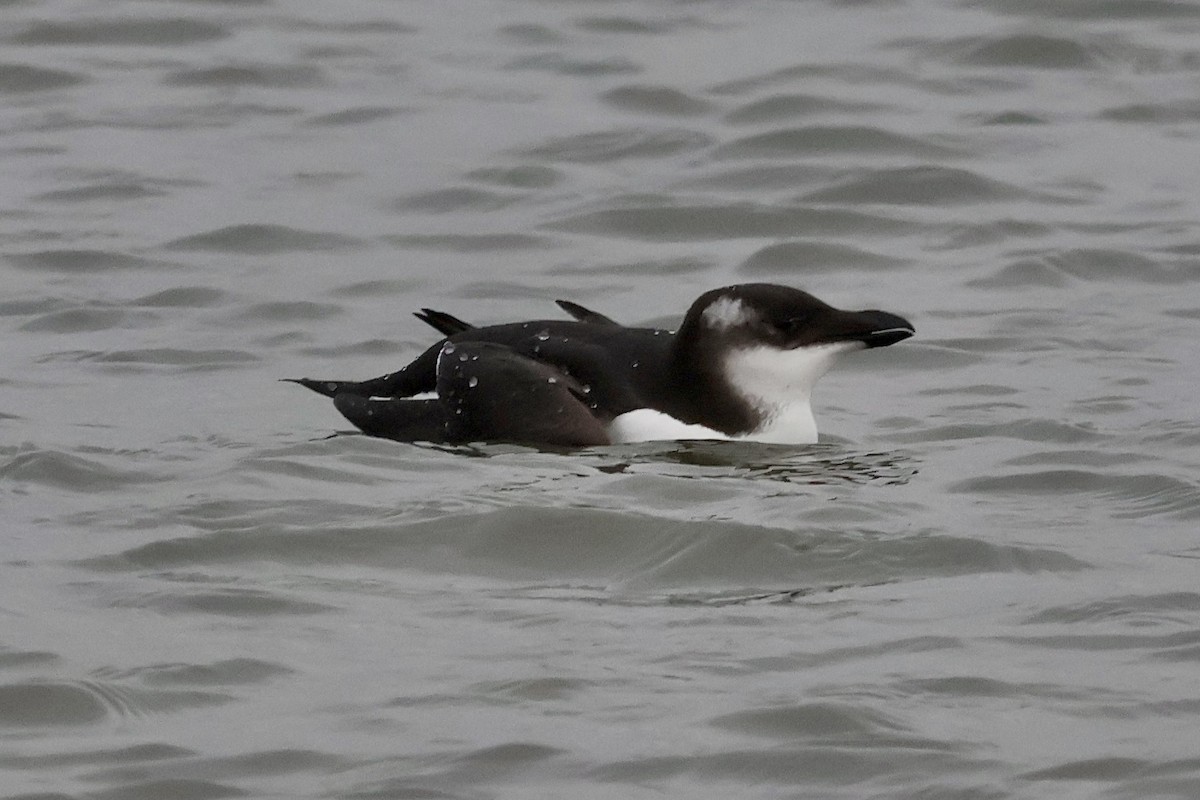 Razorbill - ML614157917