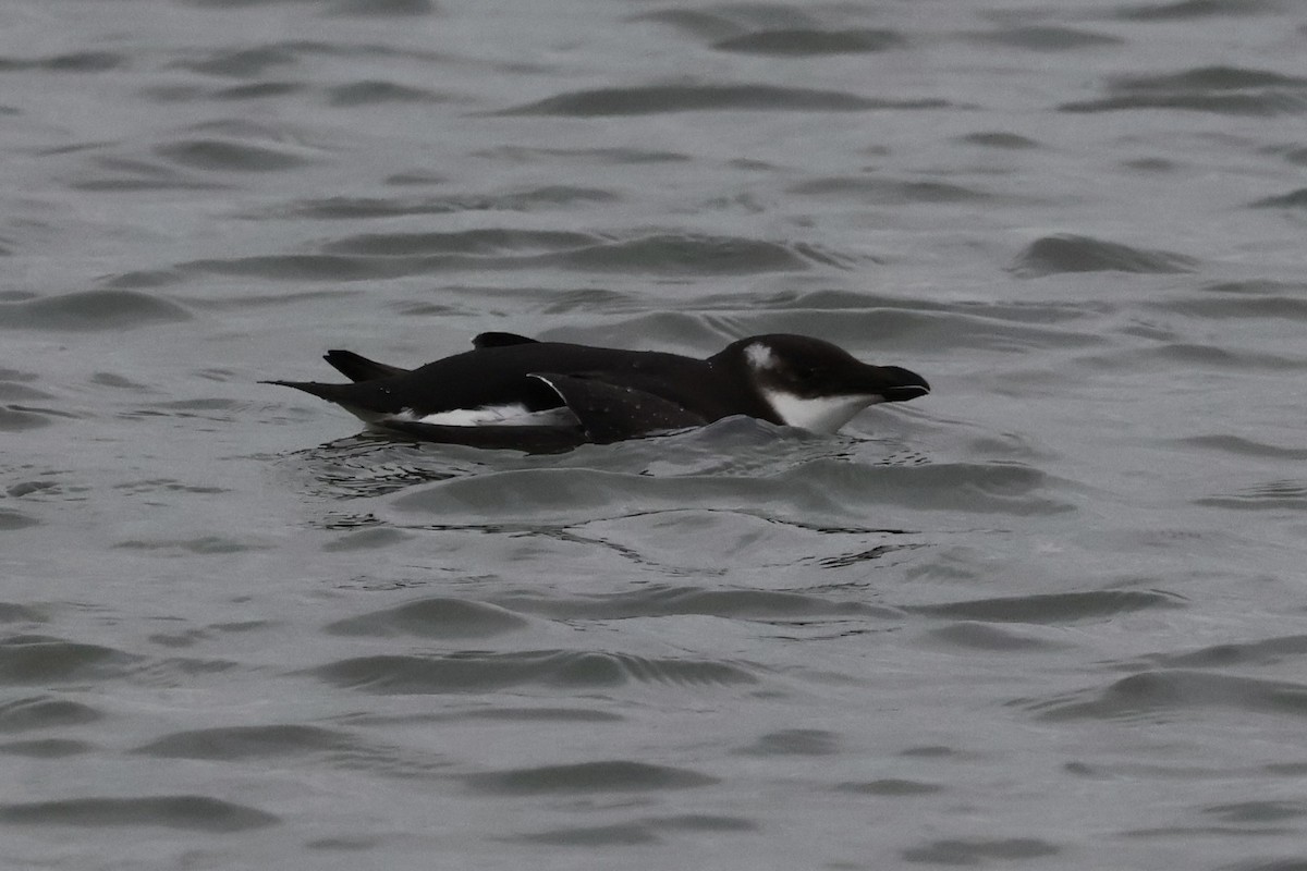 Razorbill - ML614157918