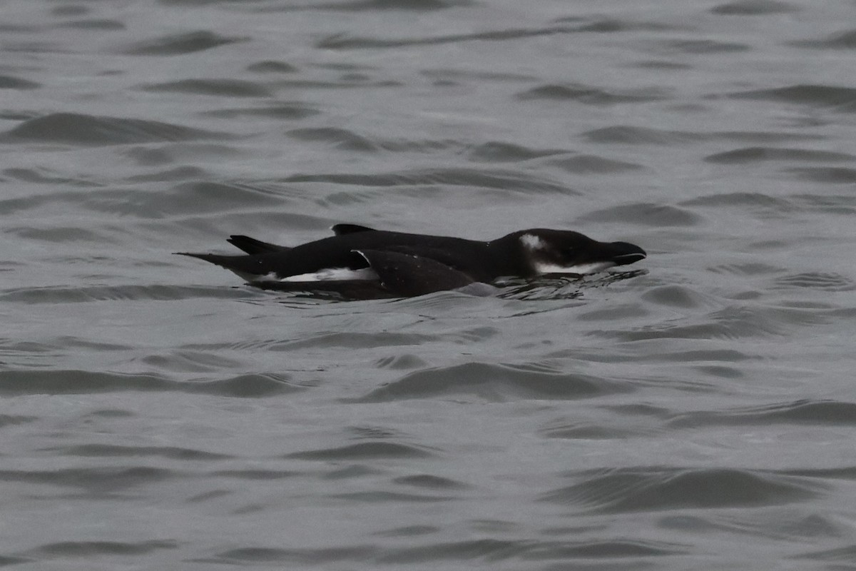 Razorbill - ML614157922