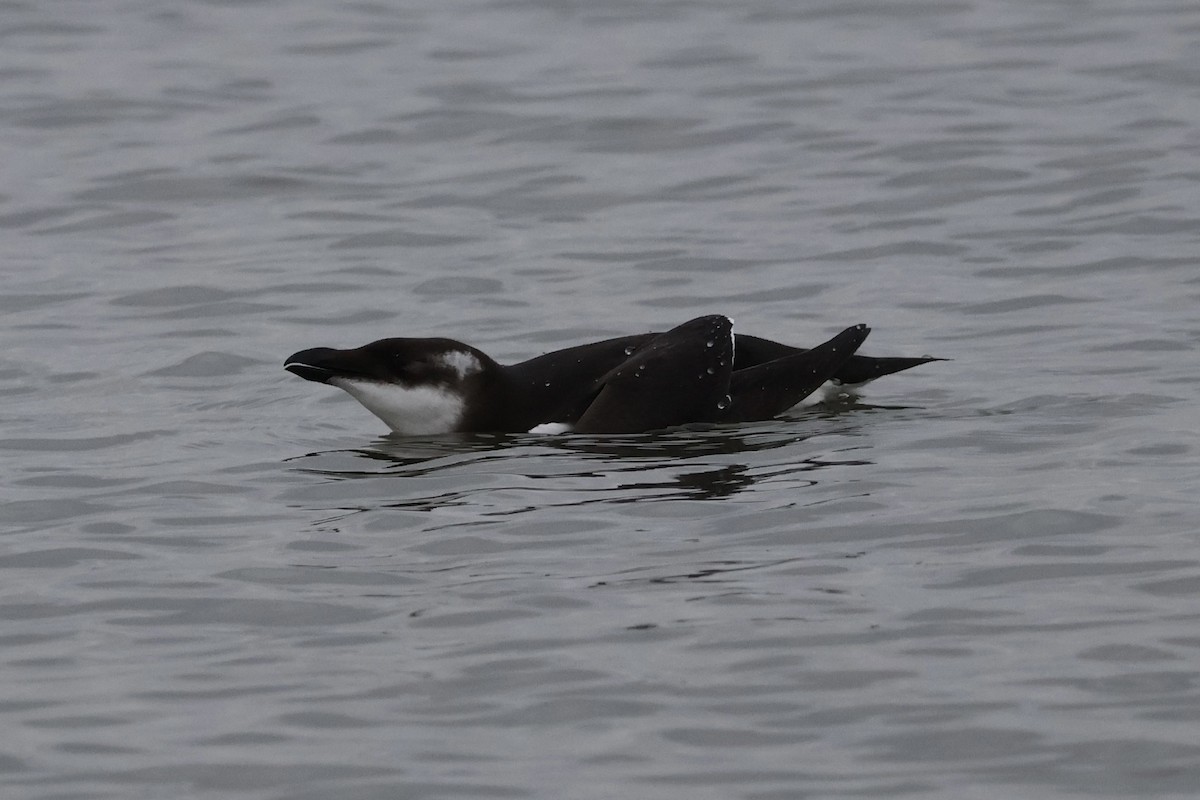 Razorbill - ML614157923