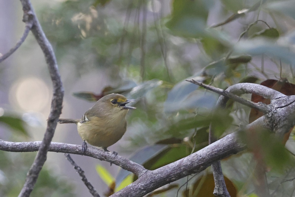 Thick-billed Vireo - Larry Therrien