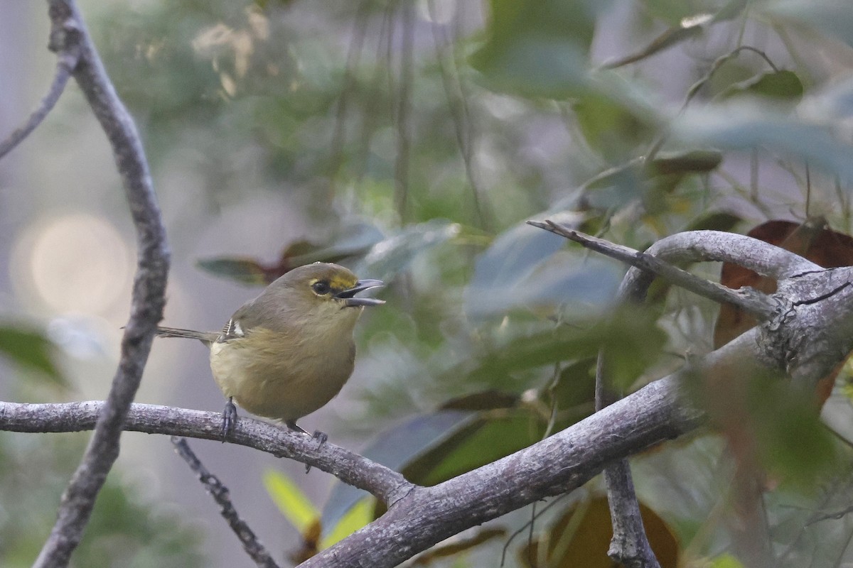 Thick-billed Vireo - ML614157945