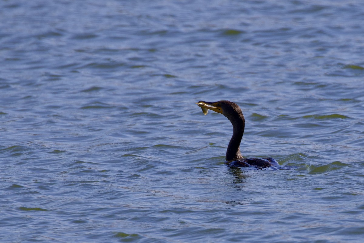 Double-crested Cormorant - ML614157972