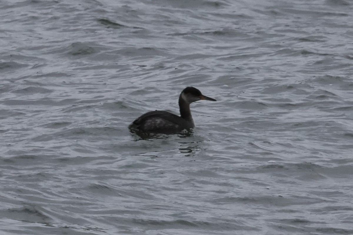 Red-necked Grebe - ML614157982