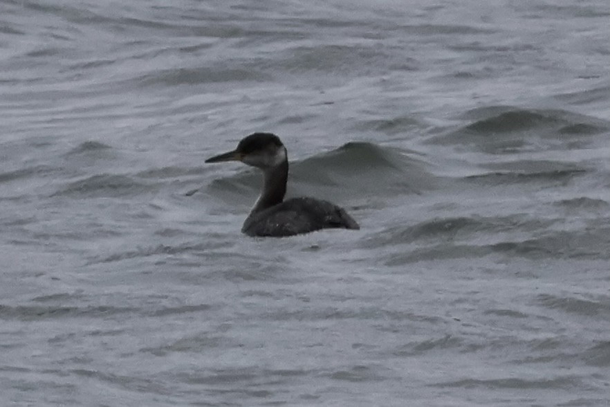 Red-necked Grebe - ML614157983