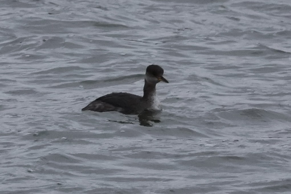 Red-necked Grebe - ML614157984