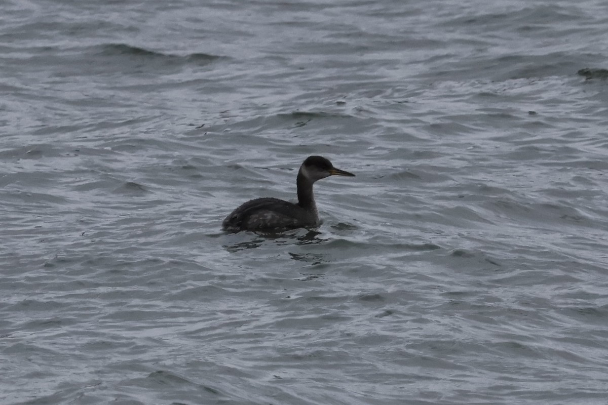 Red-necked Grebe - ML614157985