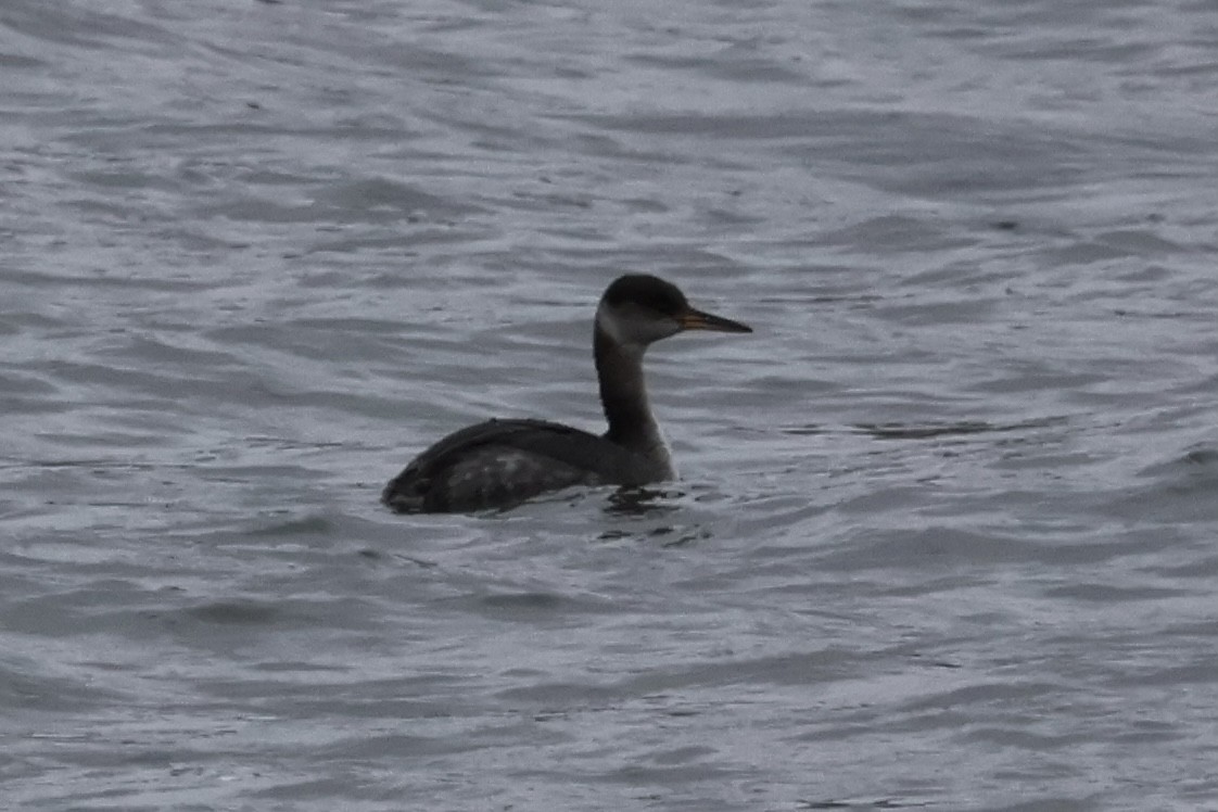 Red-necked Grebe - ML614157986