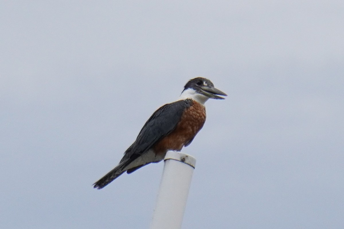 Ringed Kingfisher - ML614158019