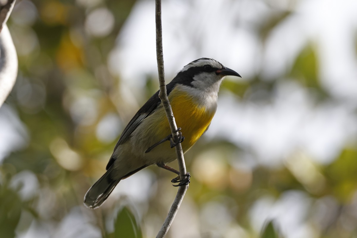 Zuckervogel (bahamensis) - ML614158044
