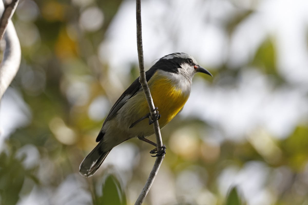 マミジロミツドリ（bahamensis） - ML614158045