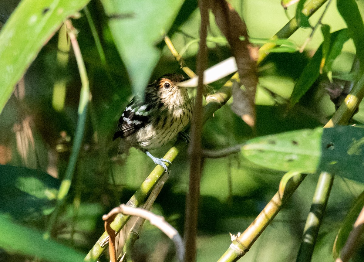 Amazonian Streaked-Antwren - Marilyn White