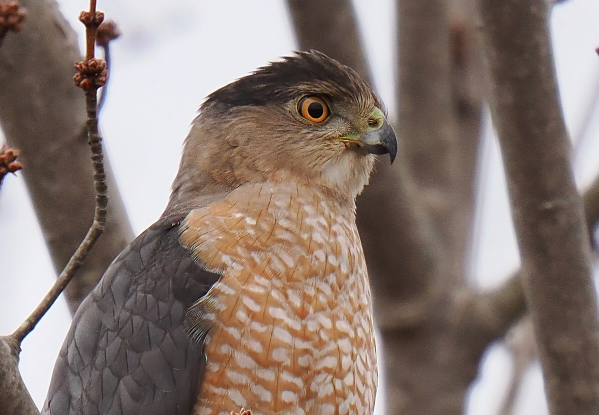 Cooper's Hawk - Ken Winkler