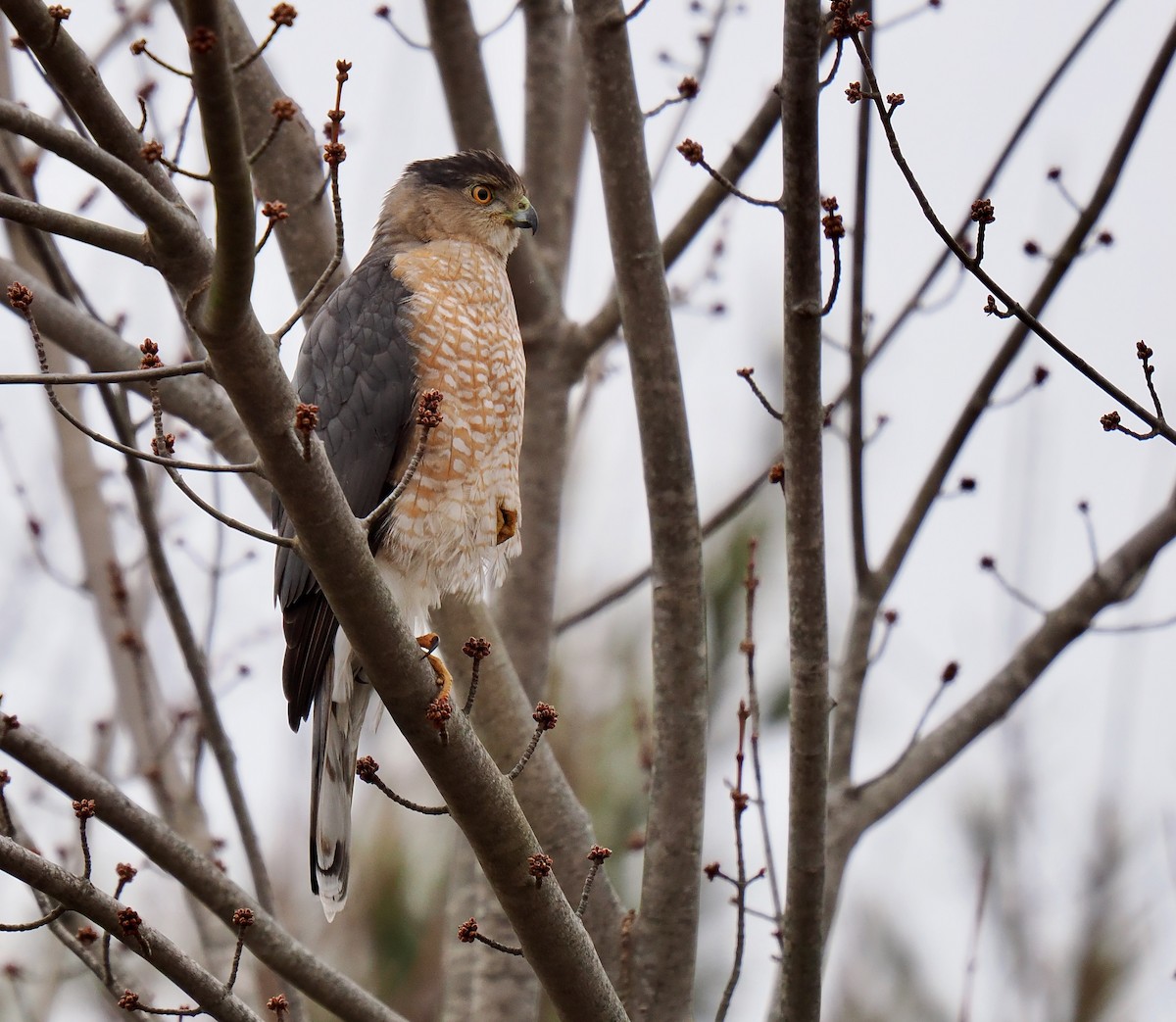 Cooper's Hawk - ML614158253