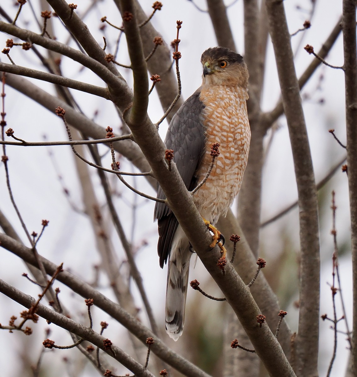 Cooper's Hawk - Ken Winkler