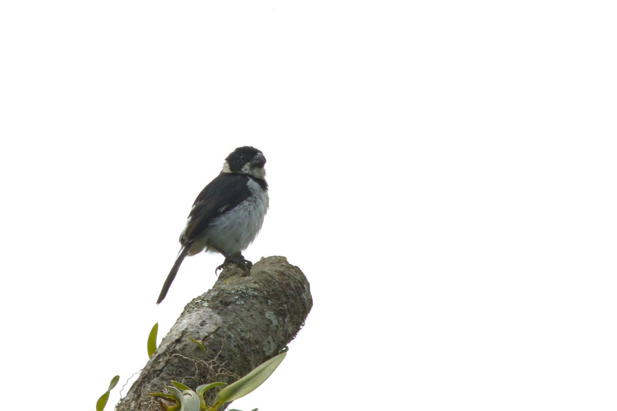 Variable Seedeater (Variable) - ML614158332