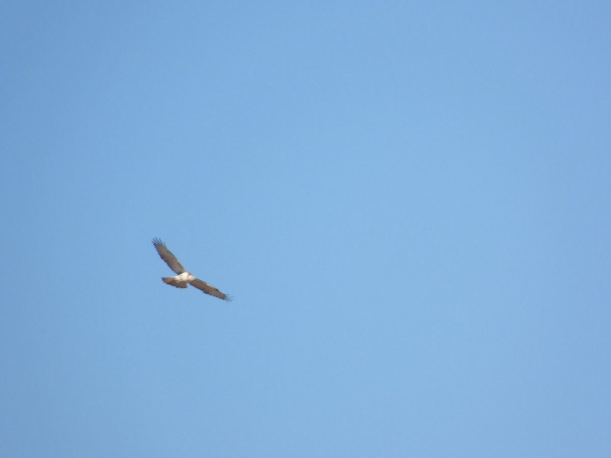 Red-tailed Hawk (Krider's) - ML614158434