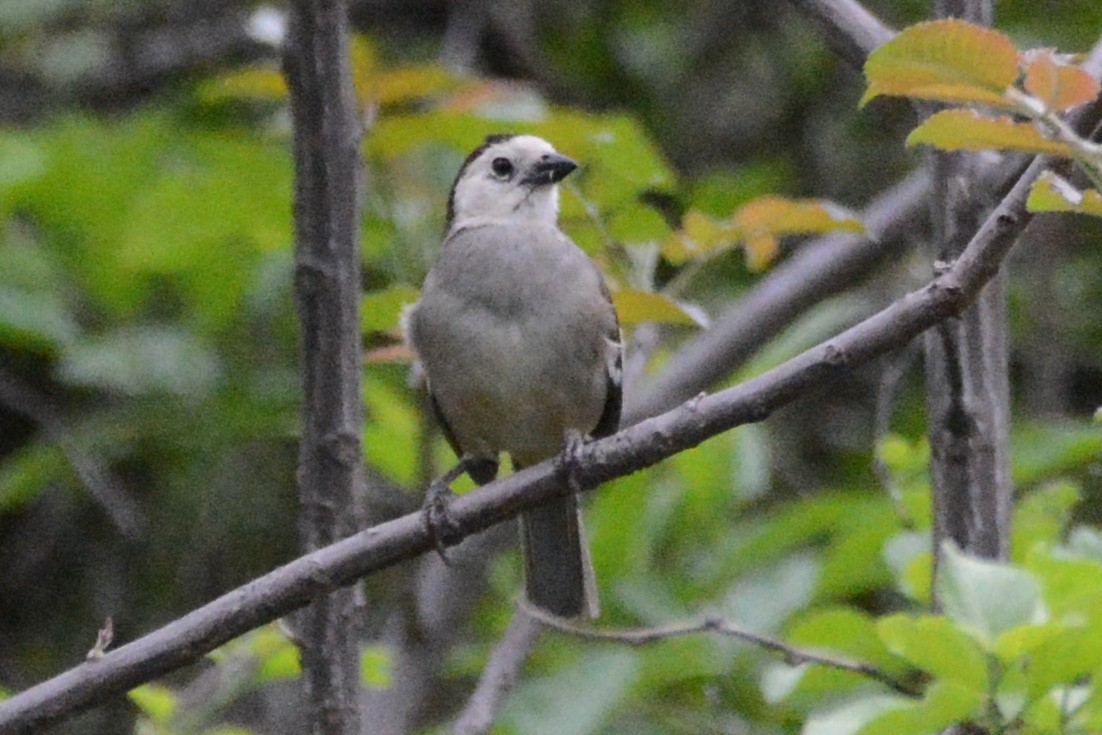 White-headed Brushfinch - Cathy Pasterczyk