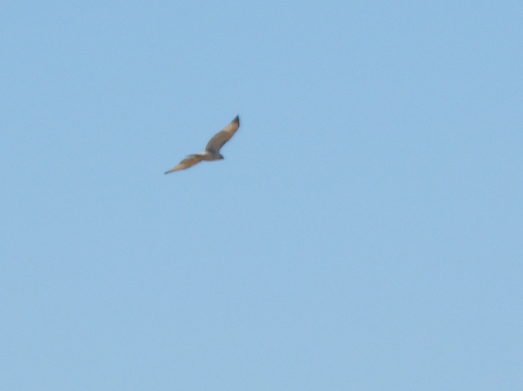 Red-tailed Hawk (Krider's) - ML614158494