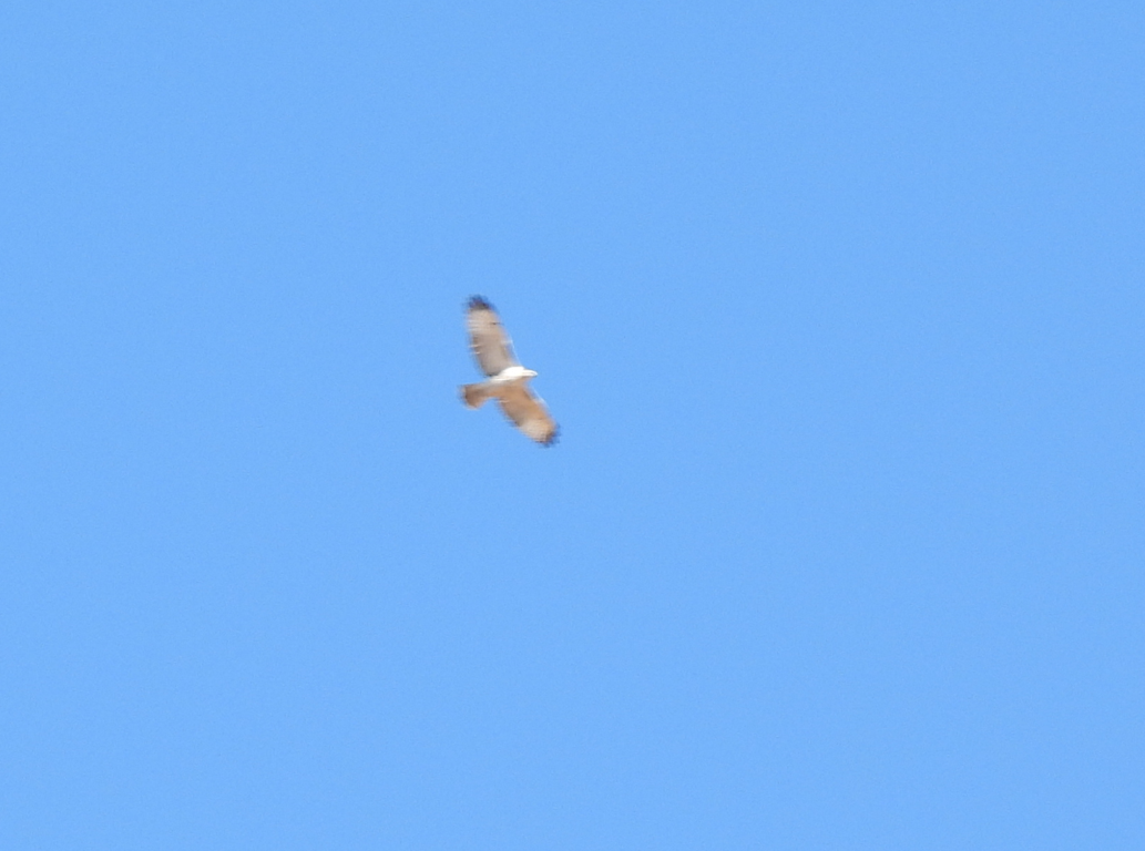 Red-tailed Hawk (Krider's) - ML614158495