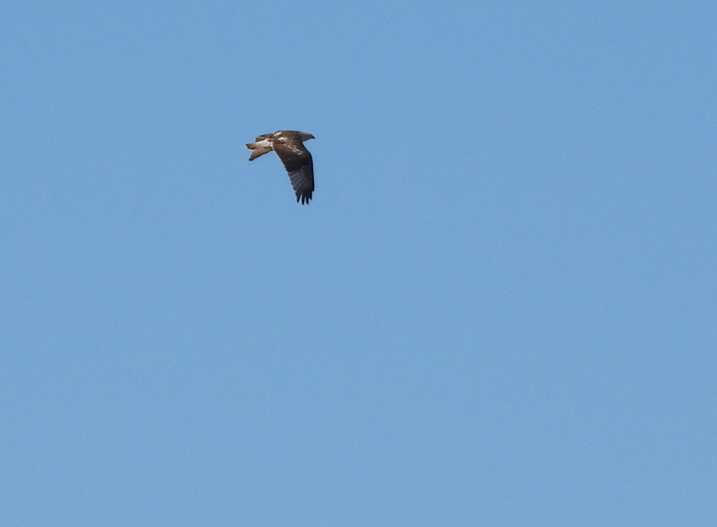 Red-tailed Hawk (Krider's) - ML614158496