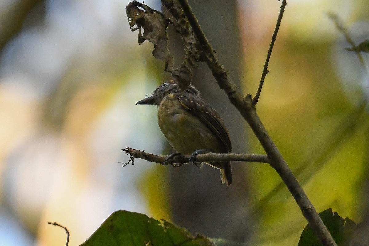 Spot-crowned Antvireo - ML614158508